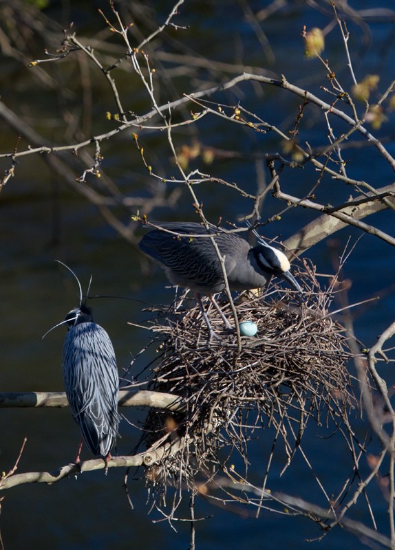 Yellow-crowned Night Heron - ML599988581