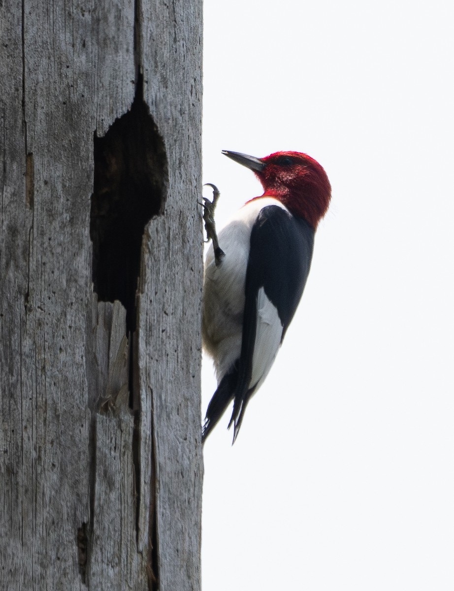 Red-headed Woodpecker - Elizabeth Crouthamel