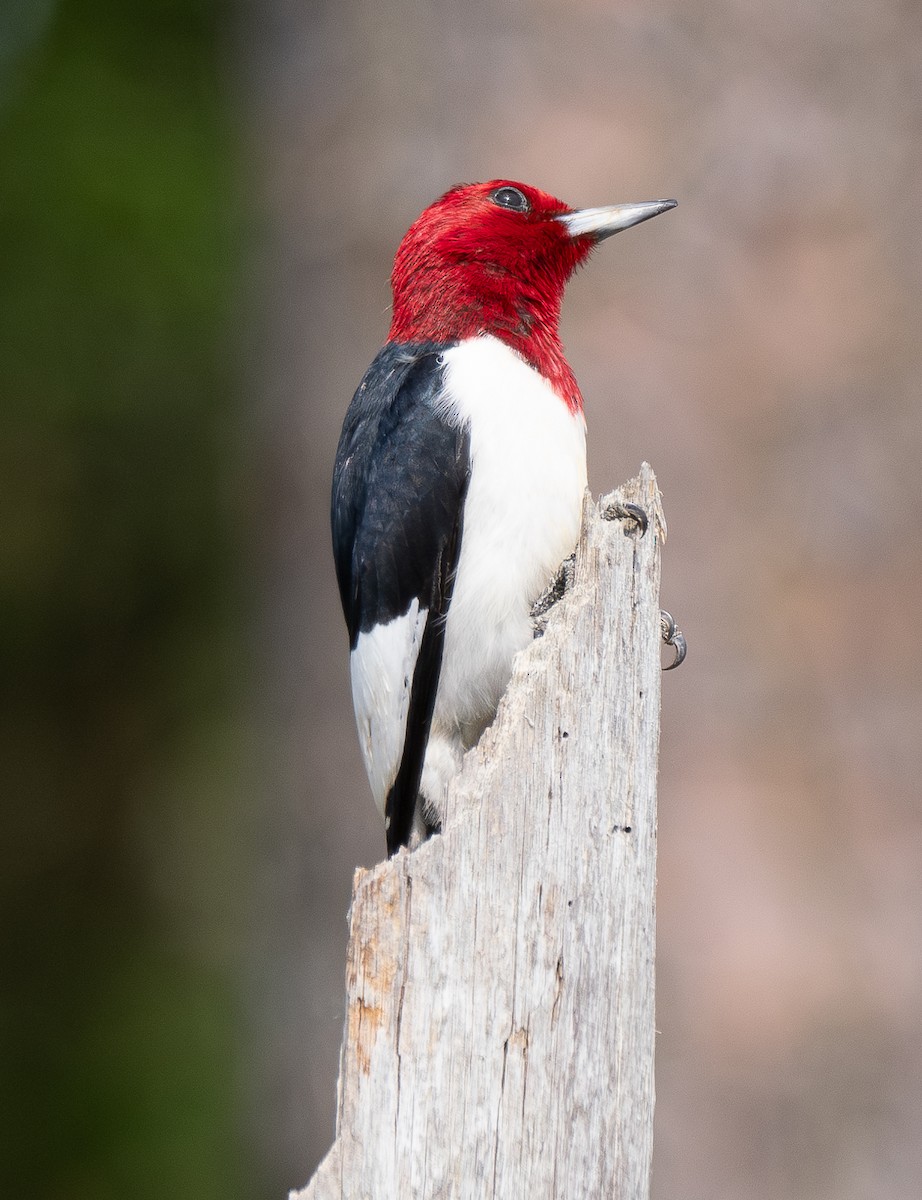 Red-headed Woodpecker - Elizabeth Crouthamel