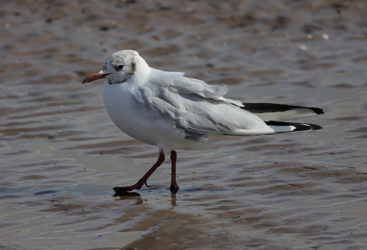 Black-headed Gull - ML599989291