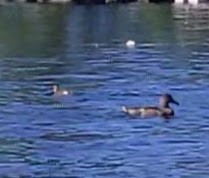 Gadwall - ML599989311