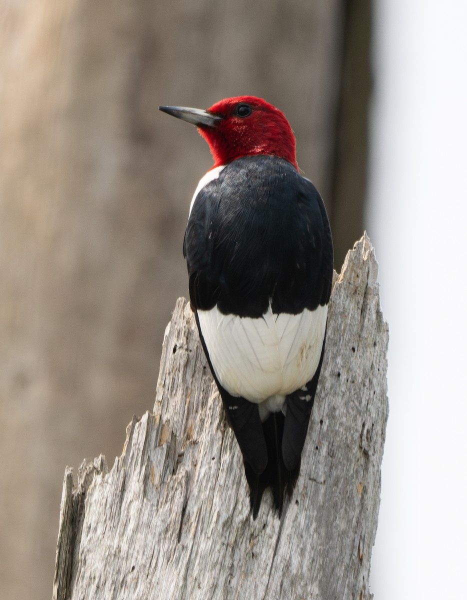 Red-headed Woodpecker - Elizabeth Crouthamel