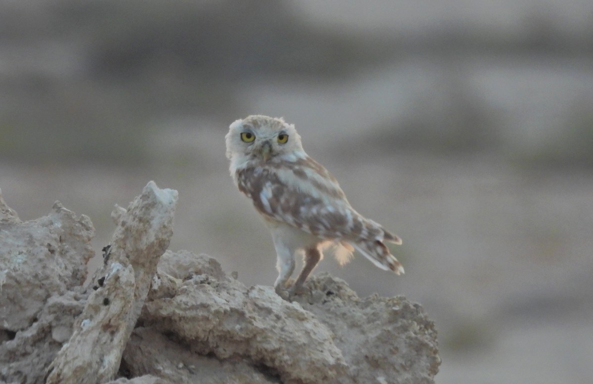 Little Owl - ML599989601