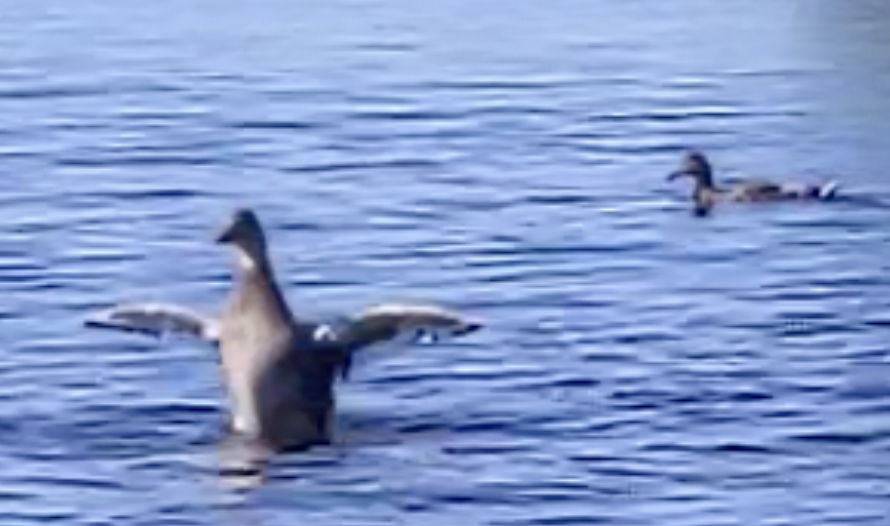 Gadwall - ML599991301