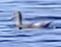 Gadwall - ML599991311
