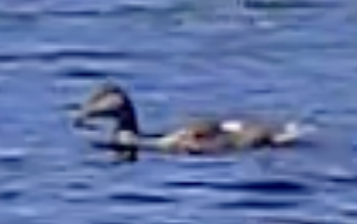 Gadwall - ML599991321