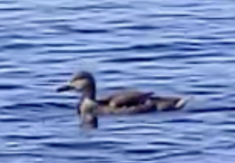 Gadwall - ML599991331