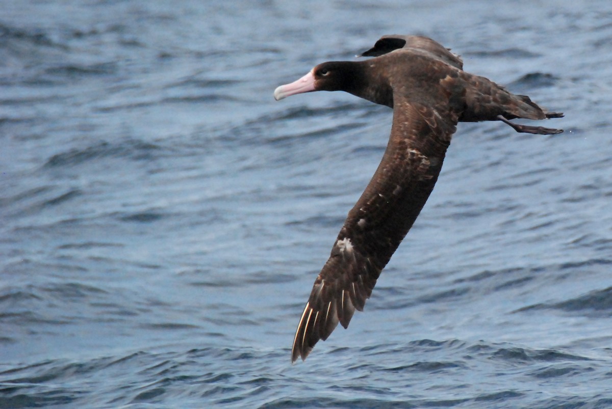 Short-tailed Albatross - Lev Frid | Rockjumper Birding