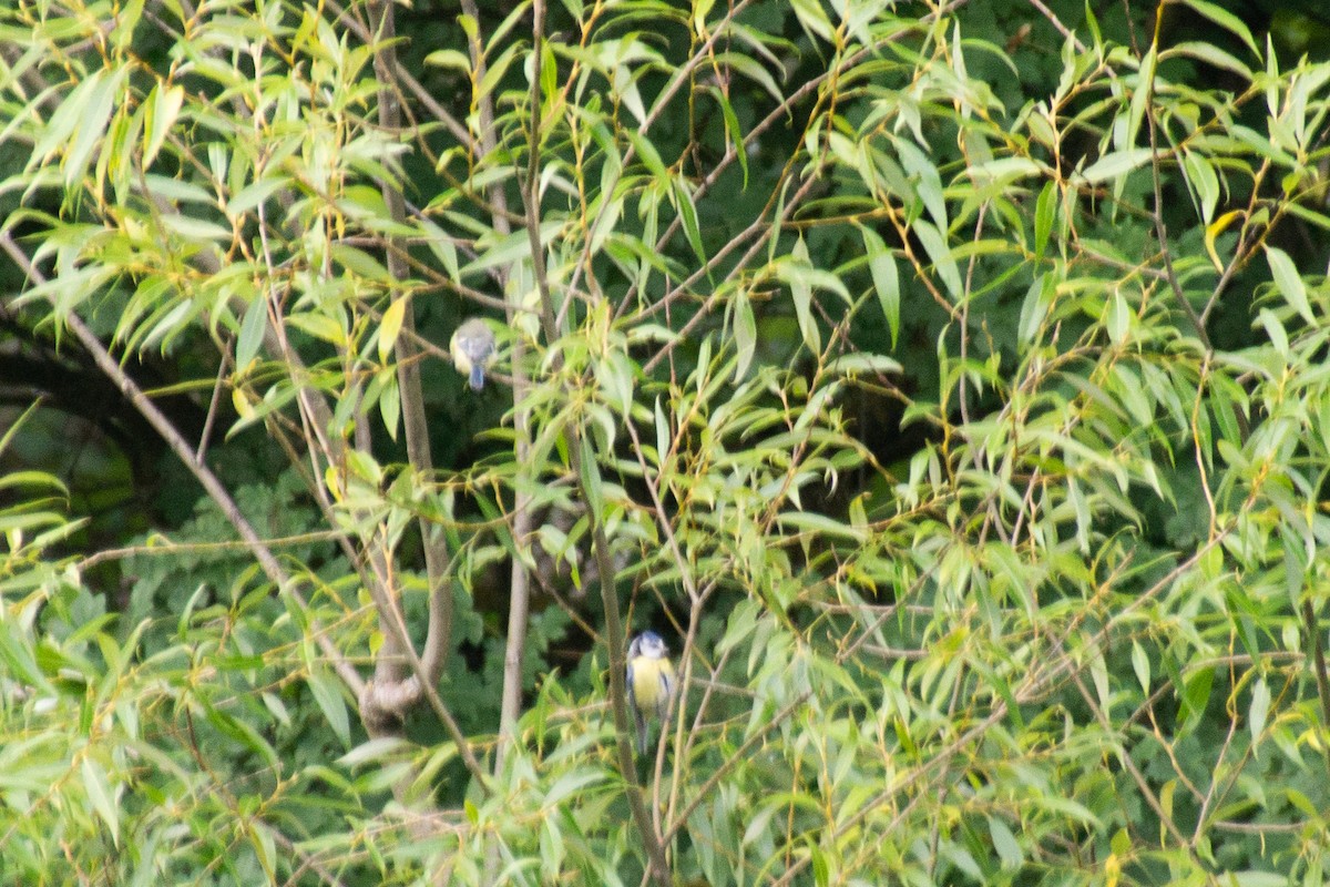 Eurasian Blue Tit - Eaton Ekarintaragun