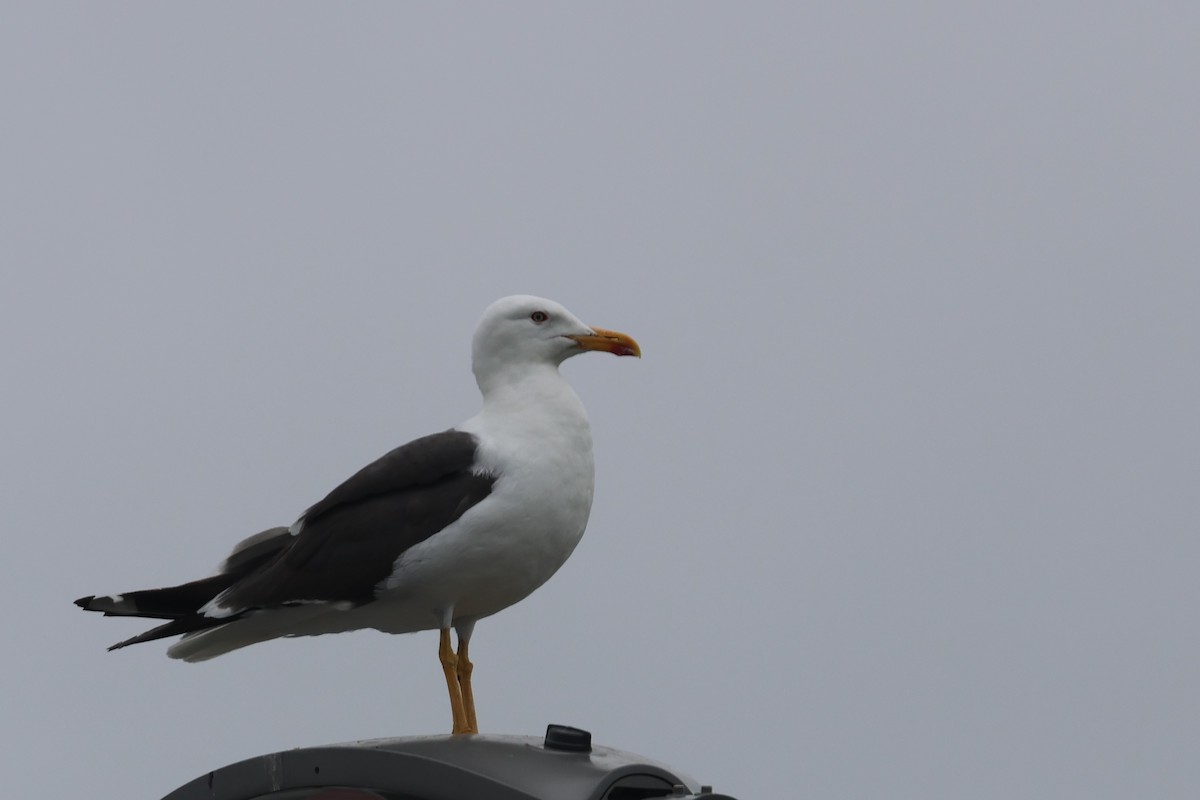 Lesser Black-backed Gull (graellsii) - ML599995621