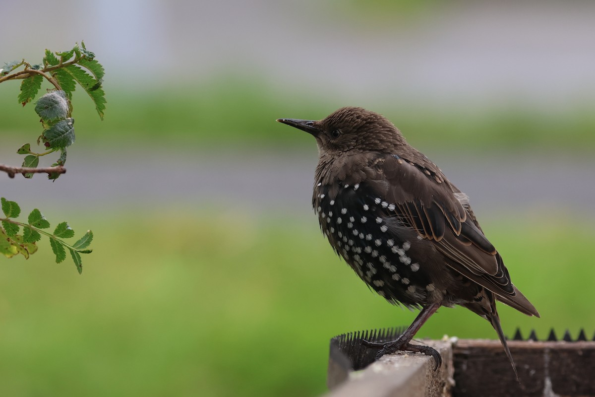 European Starling - ML599995731