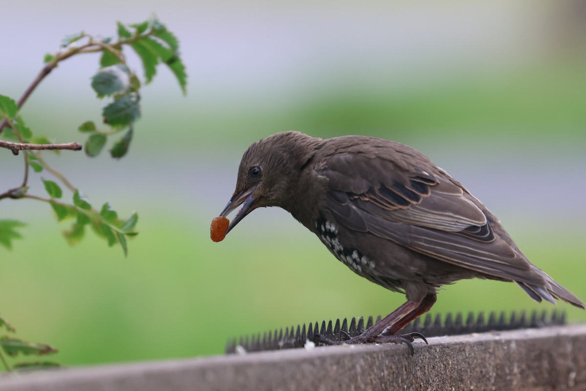 European Starling - ML599995741