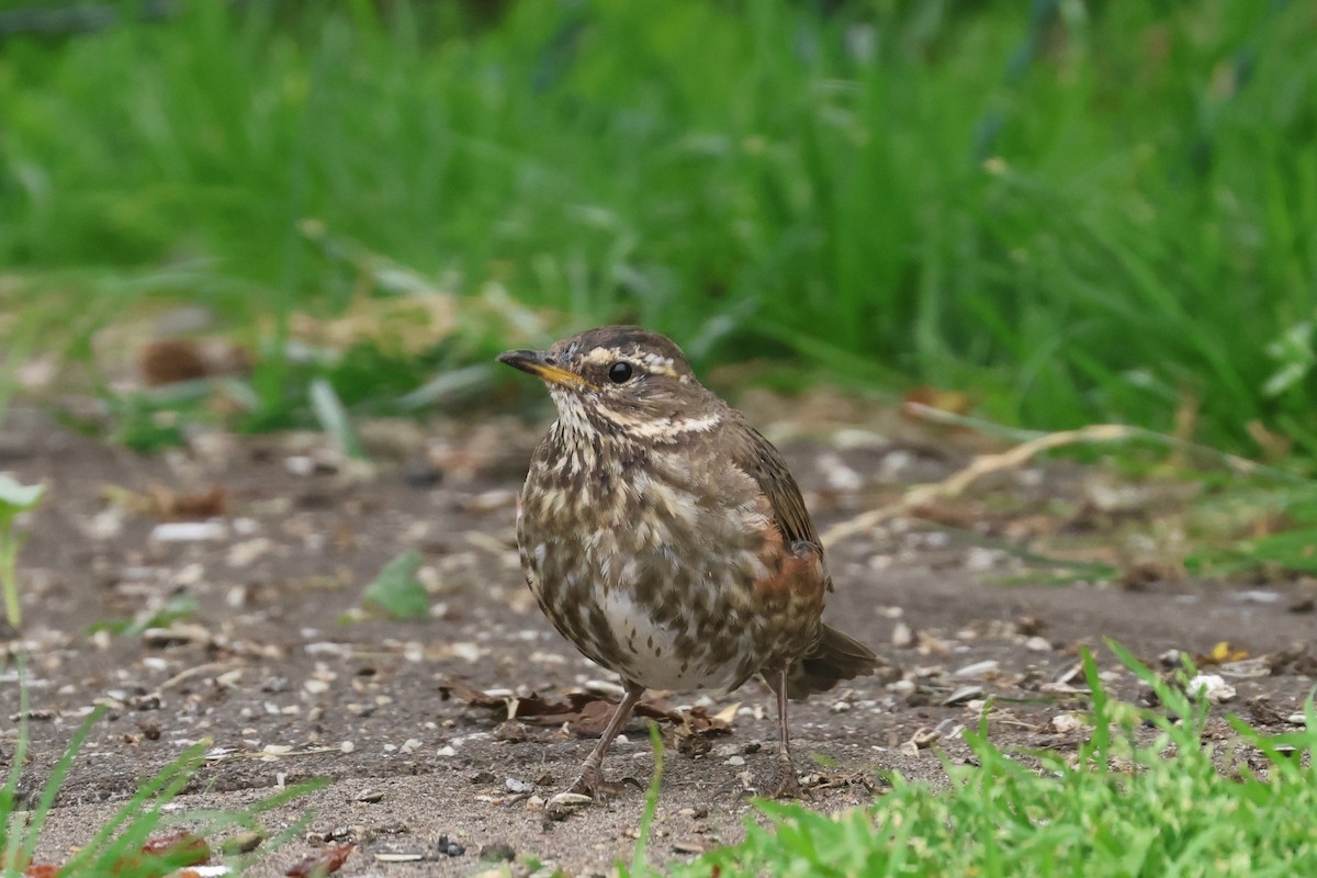 Redwing (Icelandic) - ML599995841