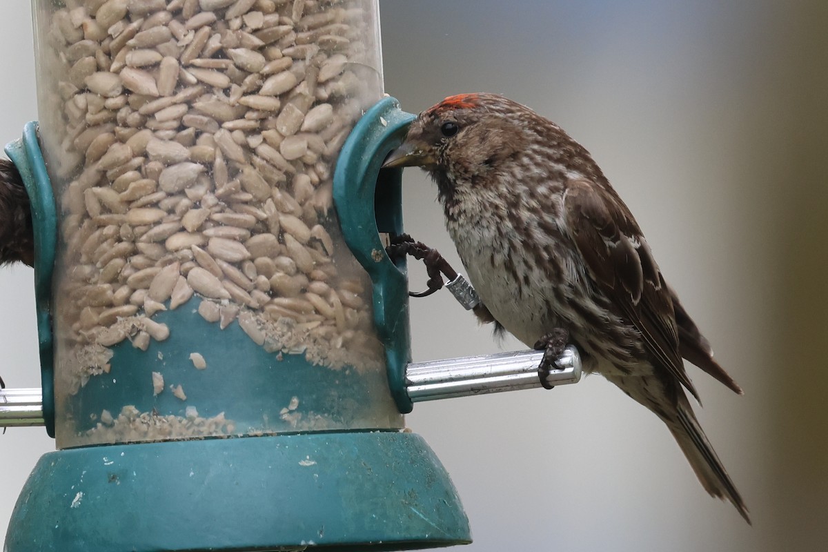 Common Redpoll (rostrata/islandica) - ML599995911