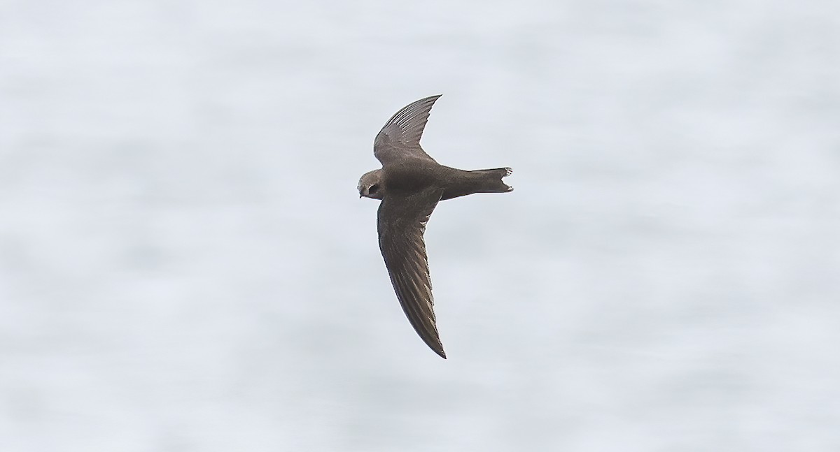 Black Swift - ML599996021