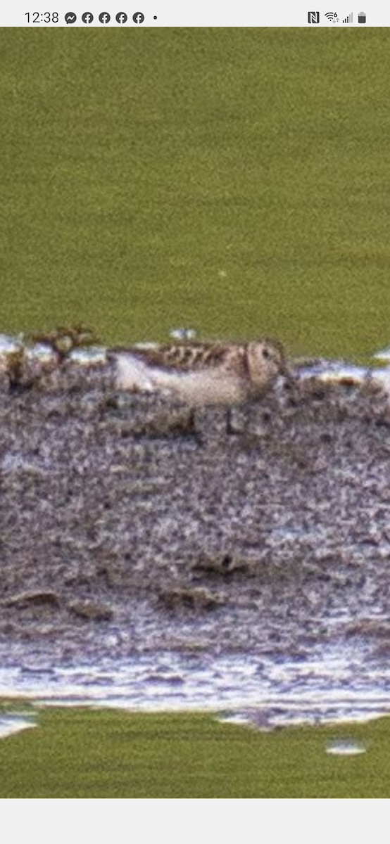 Semipalmated Sandpiper - ML599996421