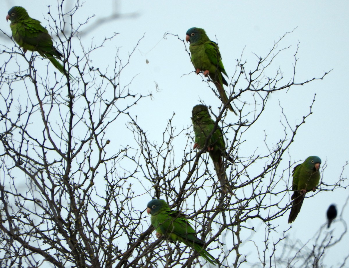 Blue-crowned Parakeet - ML599996471