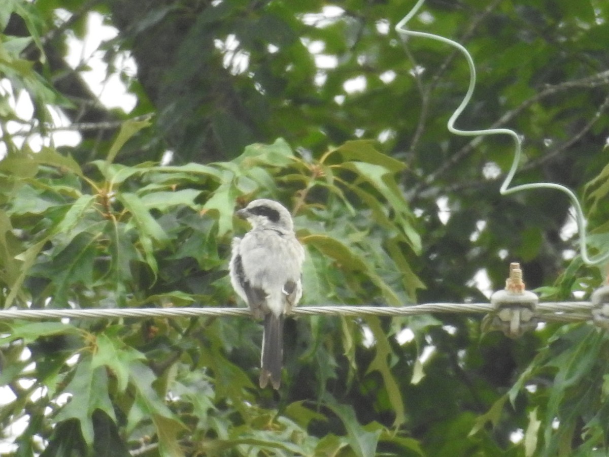 Loggerhead Shrike - ML599996851