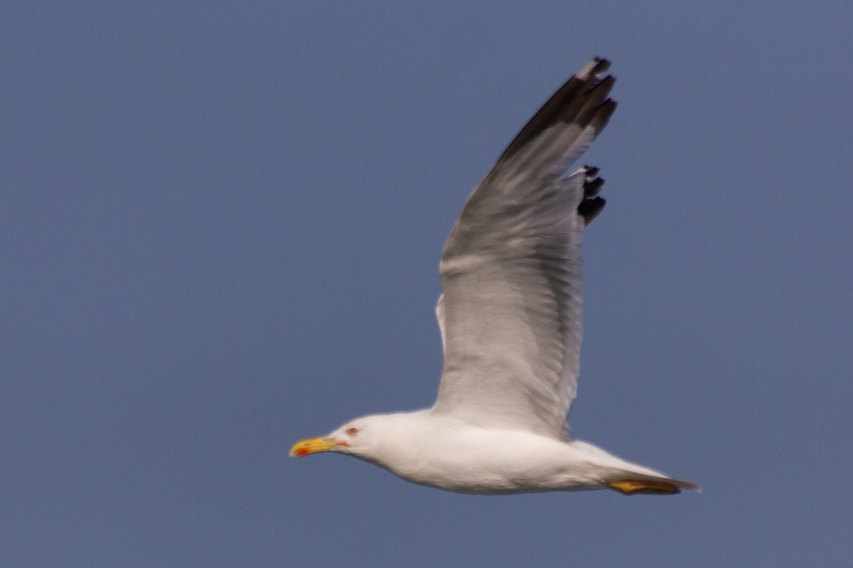 Yellow-legged Gull - ML599997211