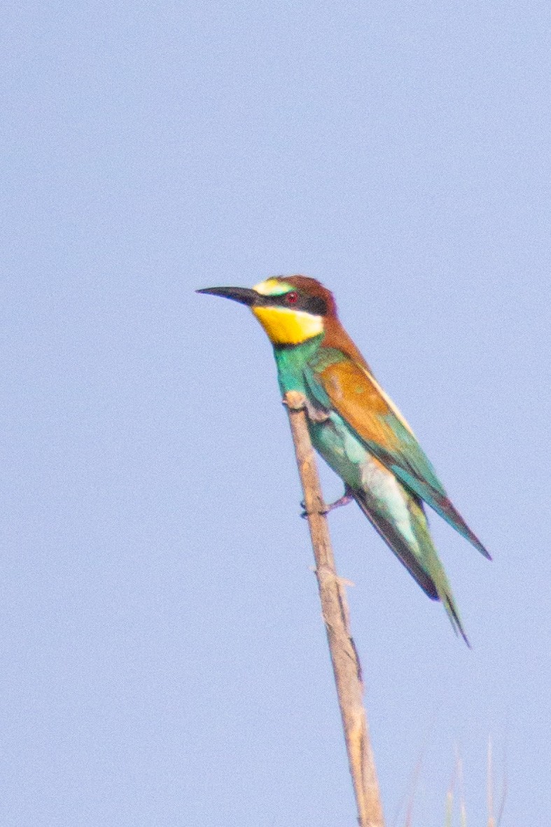 European Bee-eater - ML599997261
