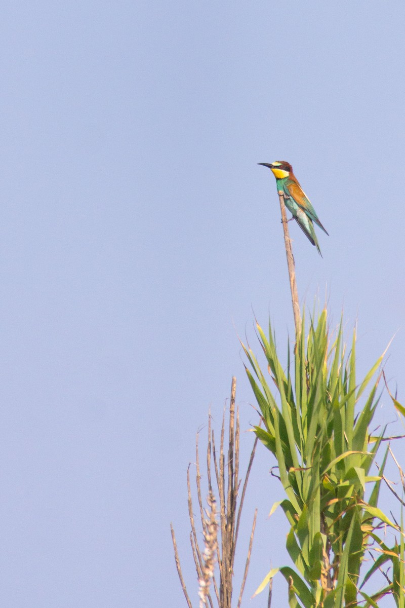 European Bee-eater - ML599997281