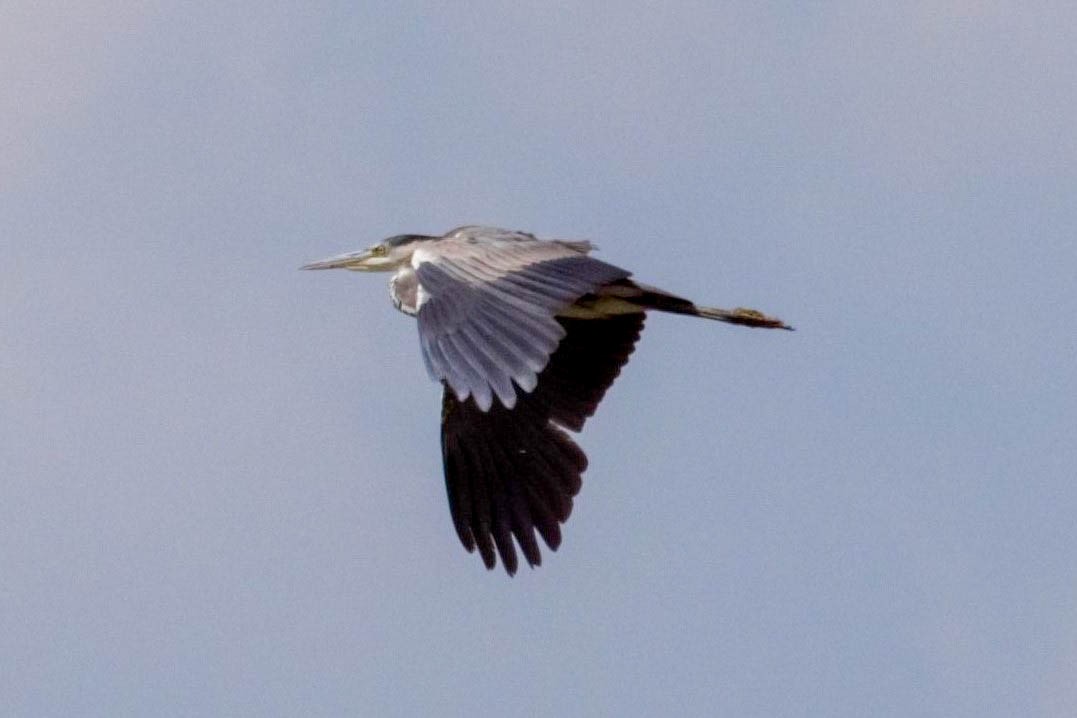 Gray Heron - ML599997311