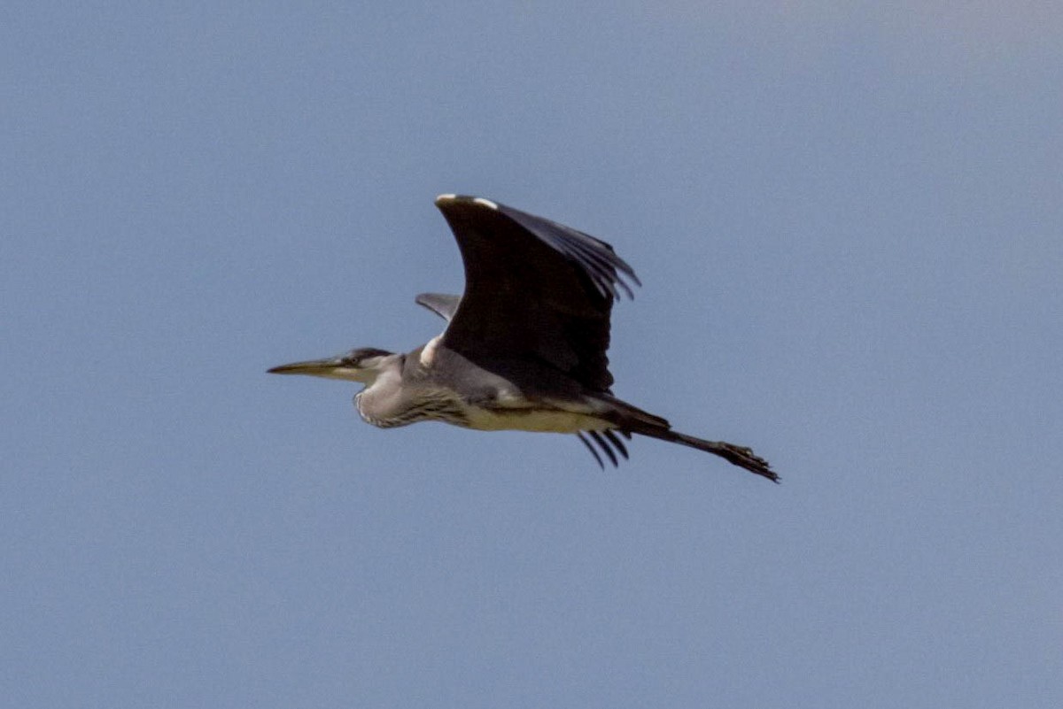Gray Heron - ML599997321