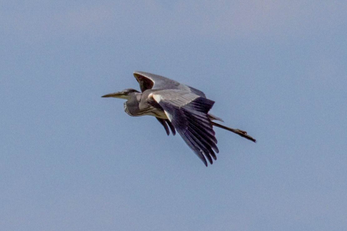 Gray Heron - ML599997331