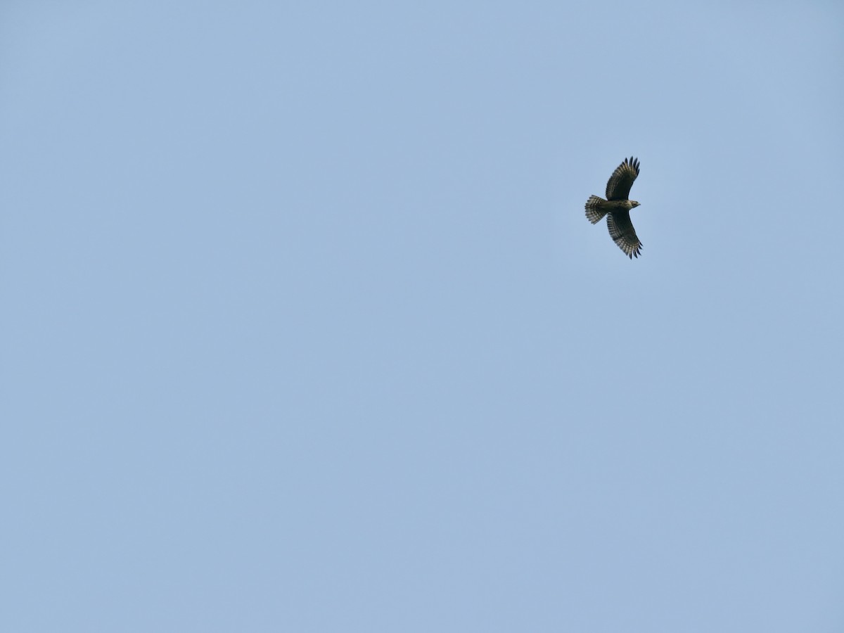 Red-shouldered Hawk - ML599997341