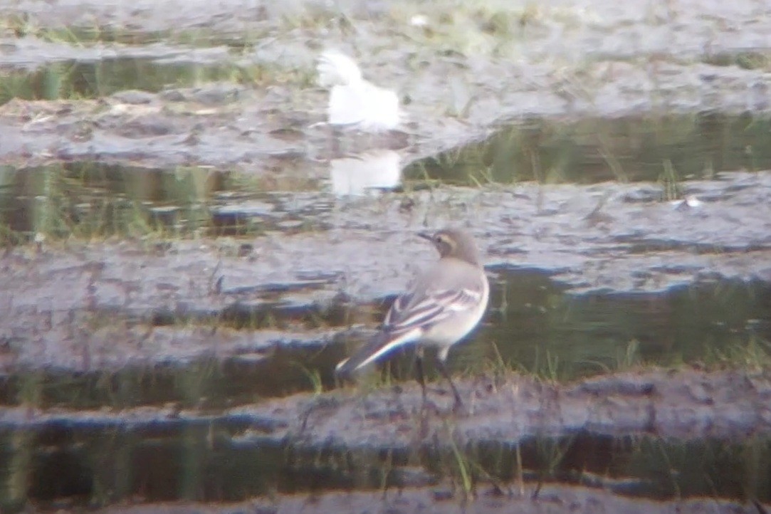 Citrine Wagtail - ML599997391