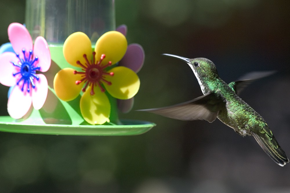 Black-throated Mango - ML599997441