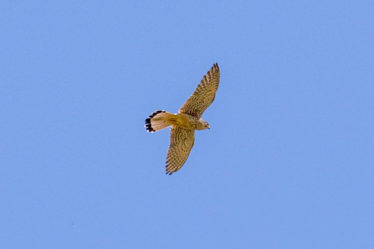 Eurasian Kestrel - Rubén Blázquez Comisaña