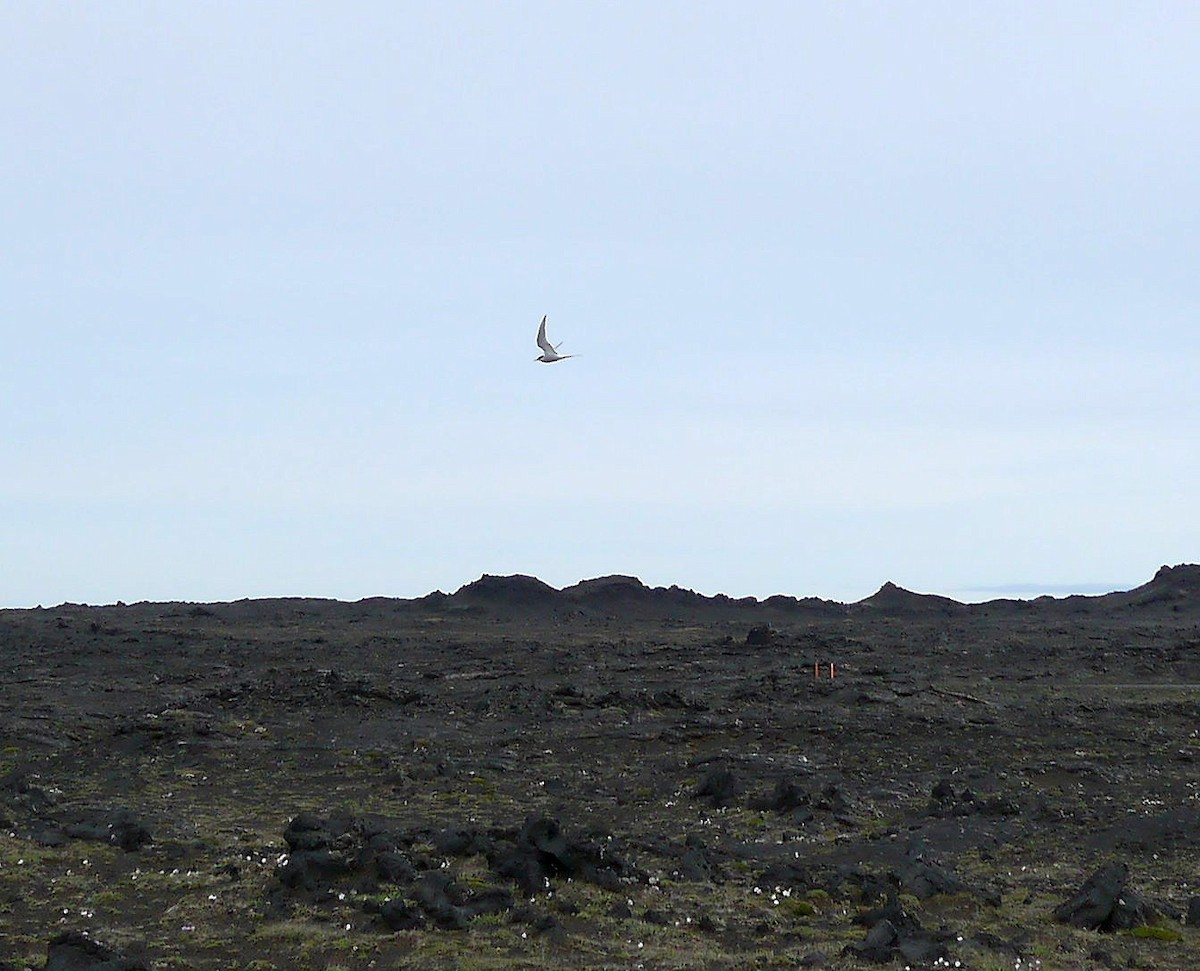 Arctic Tern - ML599997521