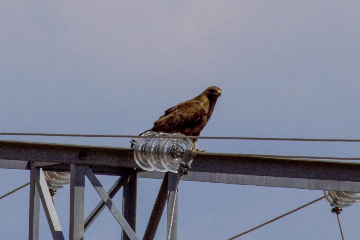 Common Buzzard - ML599998401