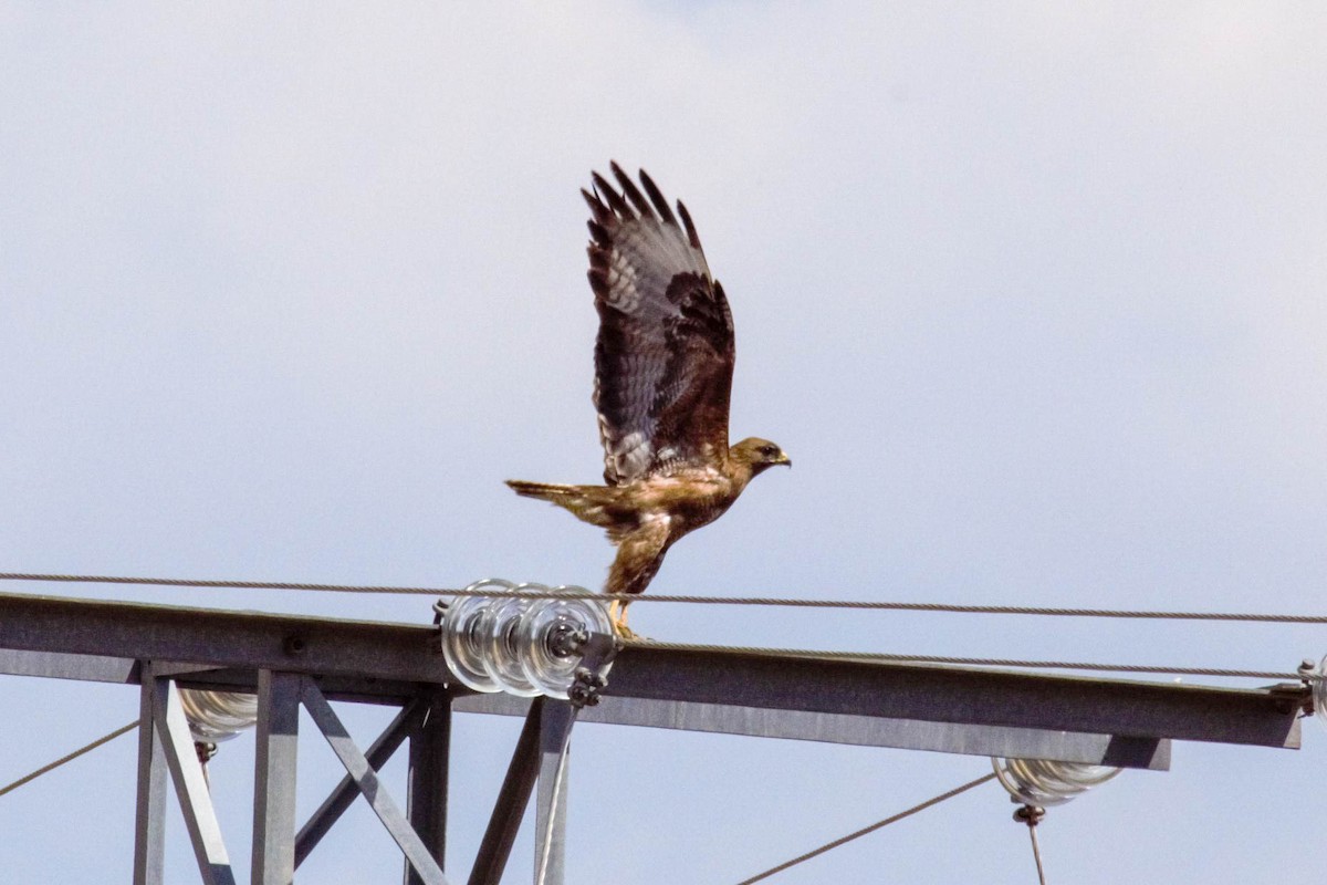 Common Buzzard - Rubén Blázquez Comisaña