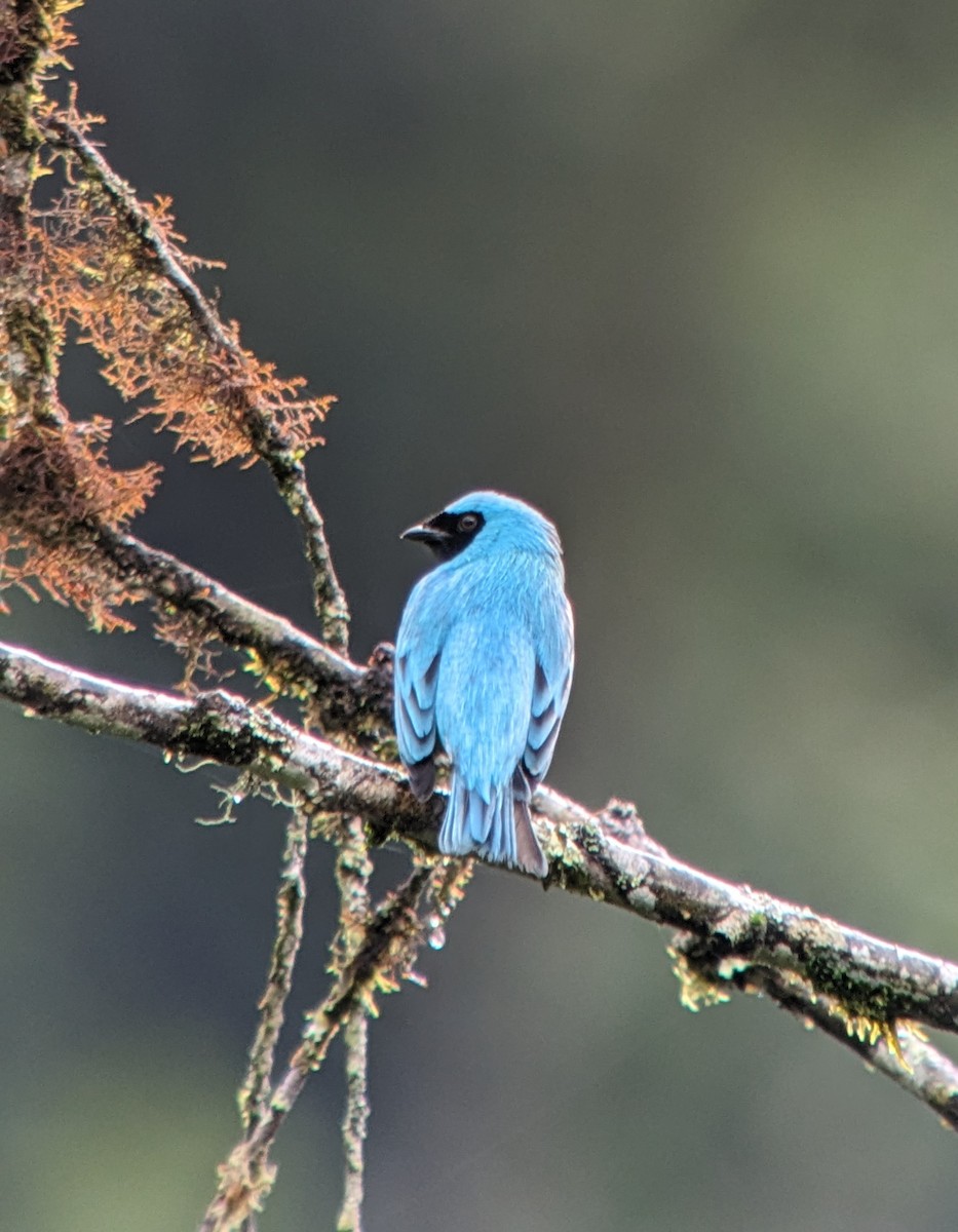 Swallow Tanager - ML599998791