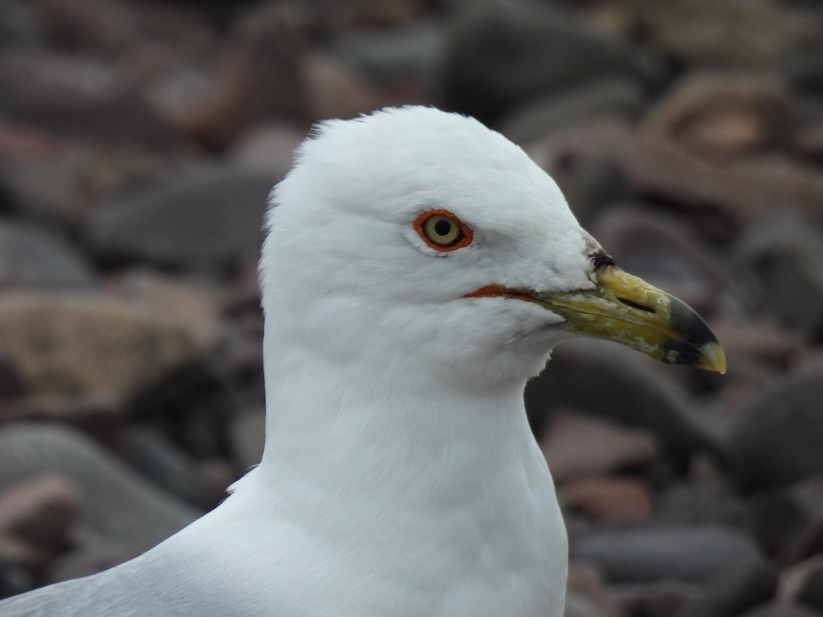 Ring-billed Gull - ML599999581