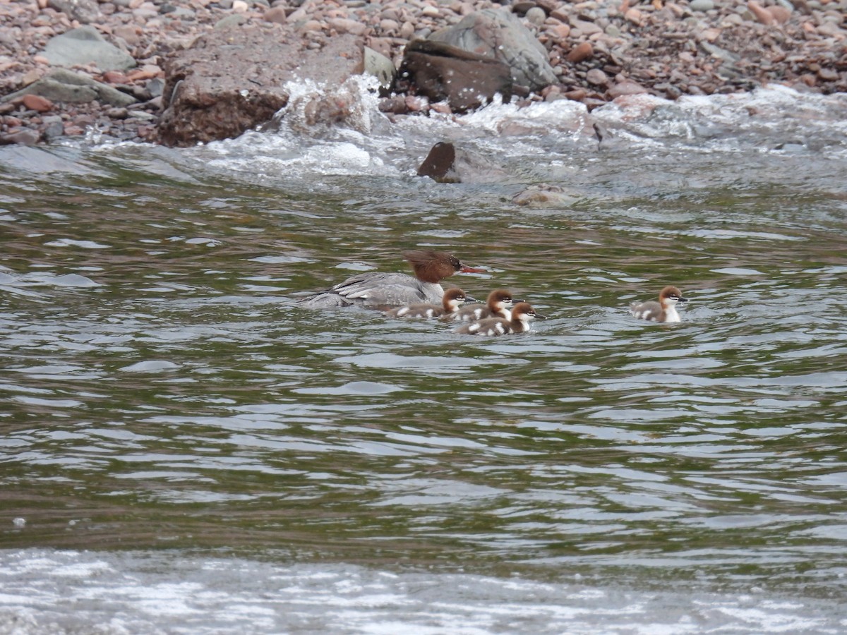 Common Merganser - ML599999611