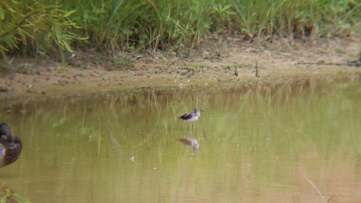 Solitary Sandpiper - ML599999651