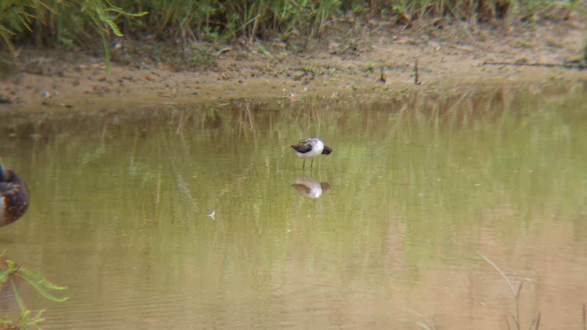 Solitary Sandpiper - ML599999661