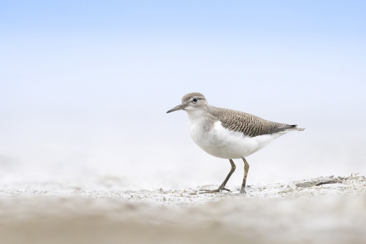 Spotted Sandpiper - ML599999911