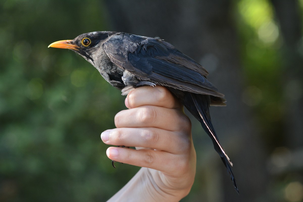 Eurasian Blackbird - Pep Cantó