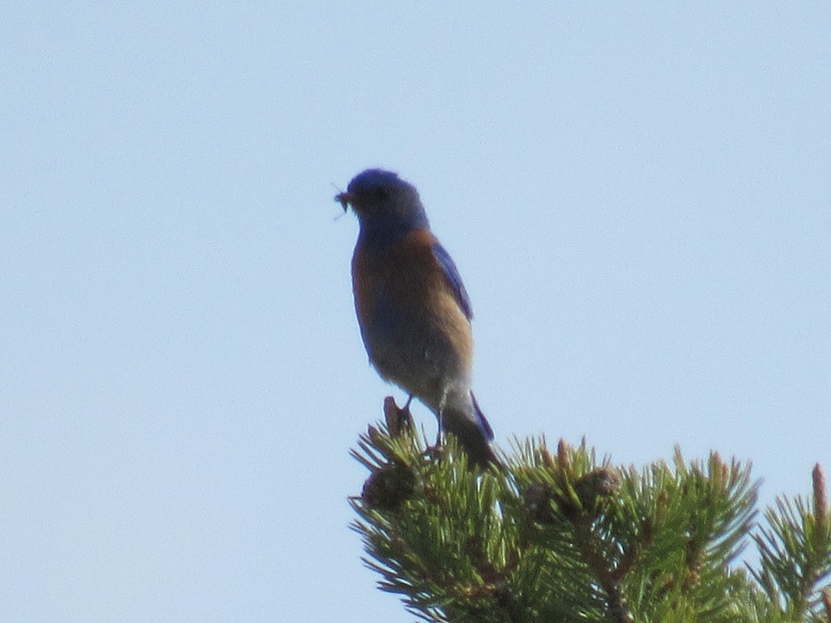 Western Bluebird - ML60000021