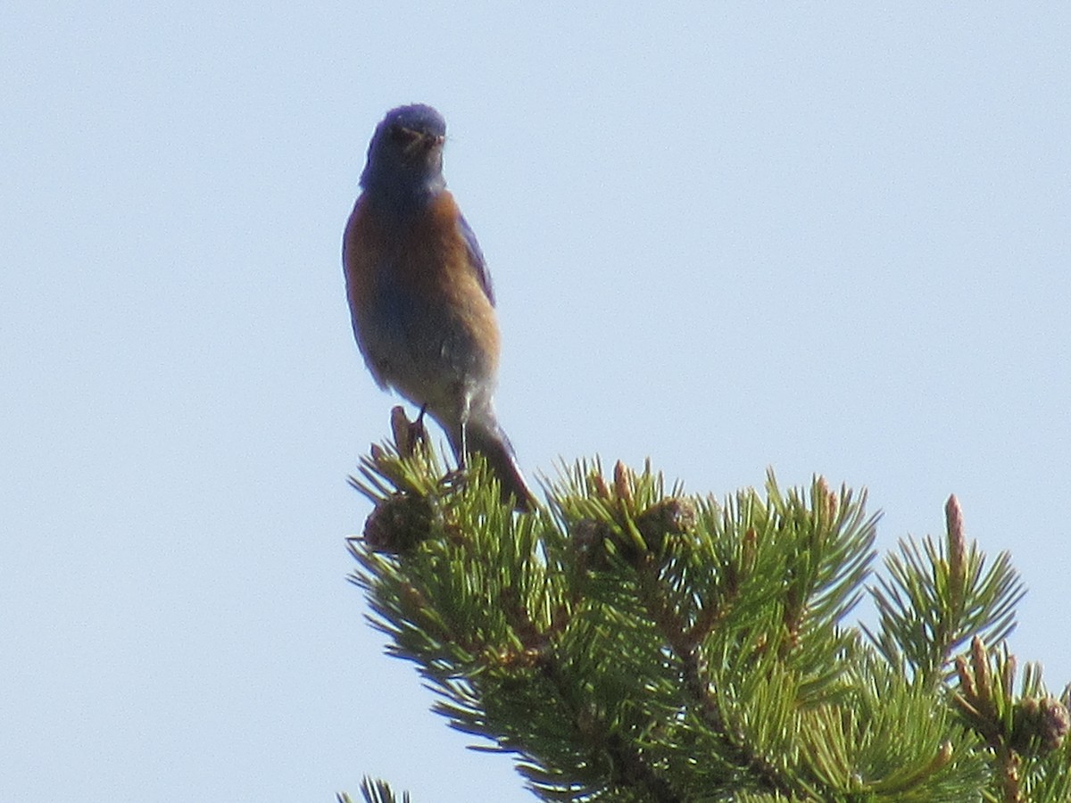 Western Bluebird - ML60000031