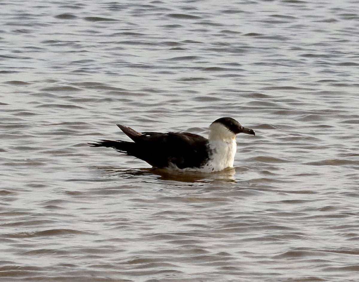 Pomarine Jaeger - Ken Feustel