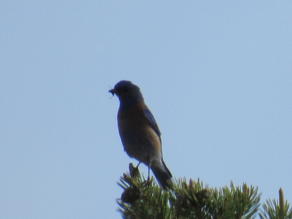 Western Bluebird - ML60000041