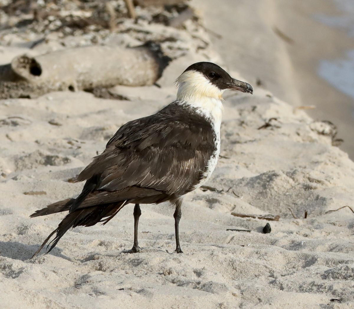 Pomarine Jaeger - Ken Feustel