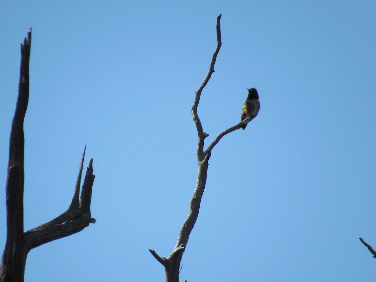 Black-chinned Hummingbird - ML60000061