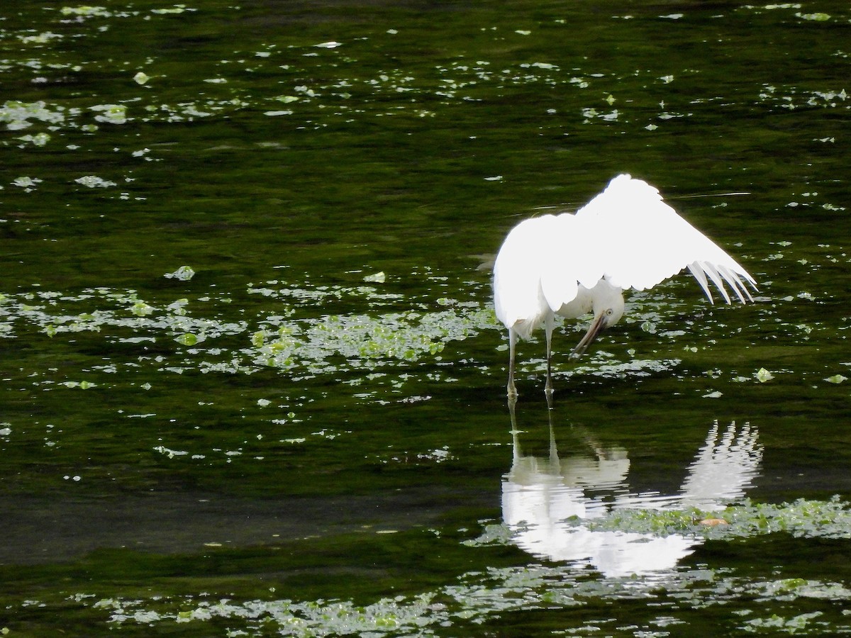 Aigrette garzette - ML600000711