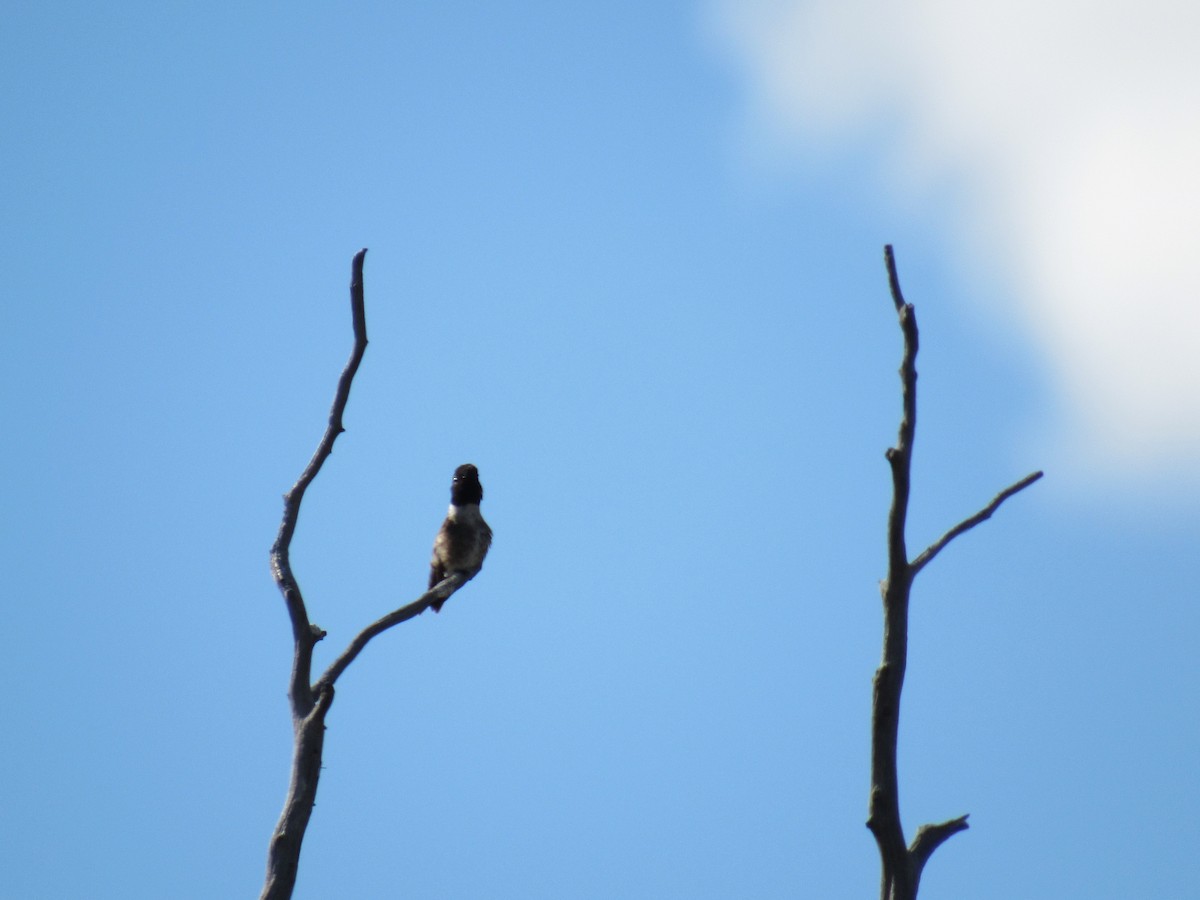 Black-chinned Hummingbird - ML60000081